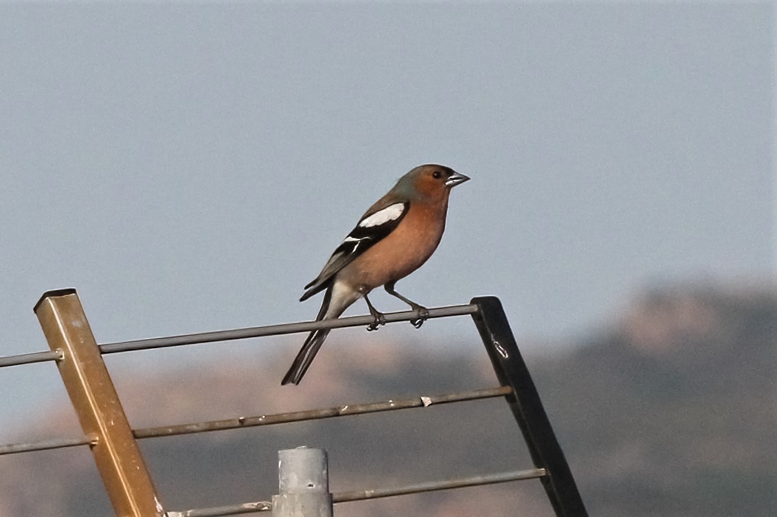 Common Chaffinch - ML315040261