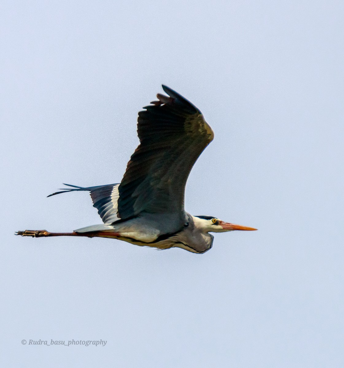 Gray Heron - ML315040991