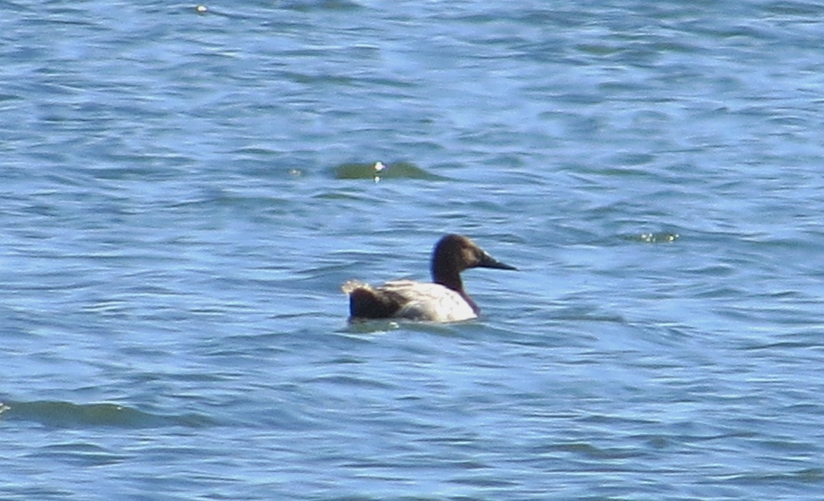 Canvasback - ML31504171