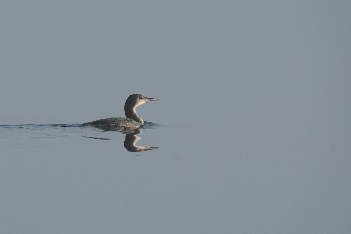 Common Loon - Igor Długosz