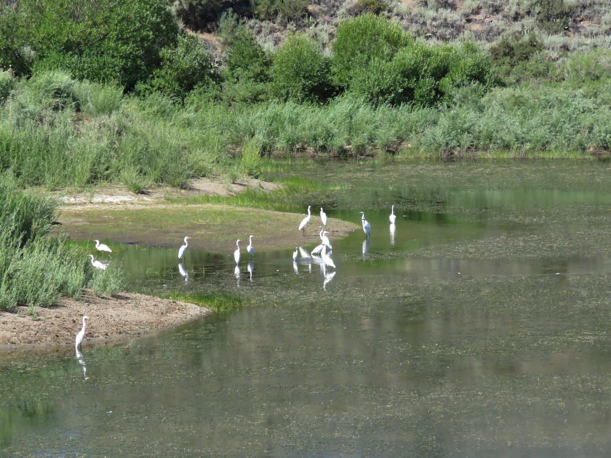 Great Egret - ML31504401