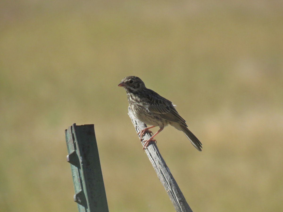 Vesper Sparrow - ML31504501