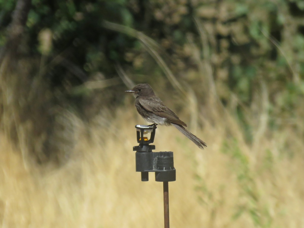 Black Phoebe - ML31504531