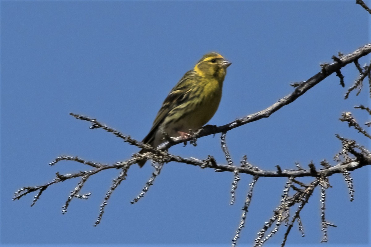 European Serin - Leonardo Rassu