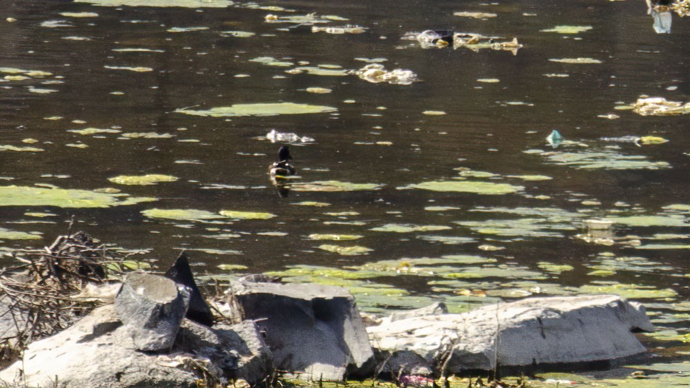 Northern Shoveler - ML315046261