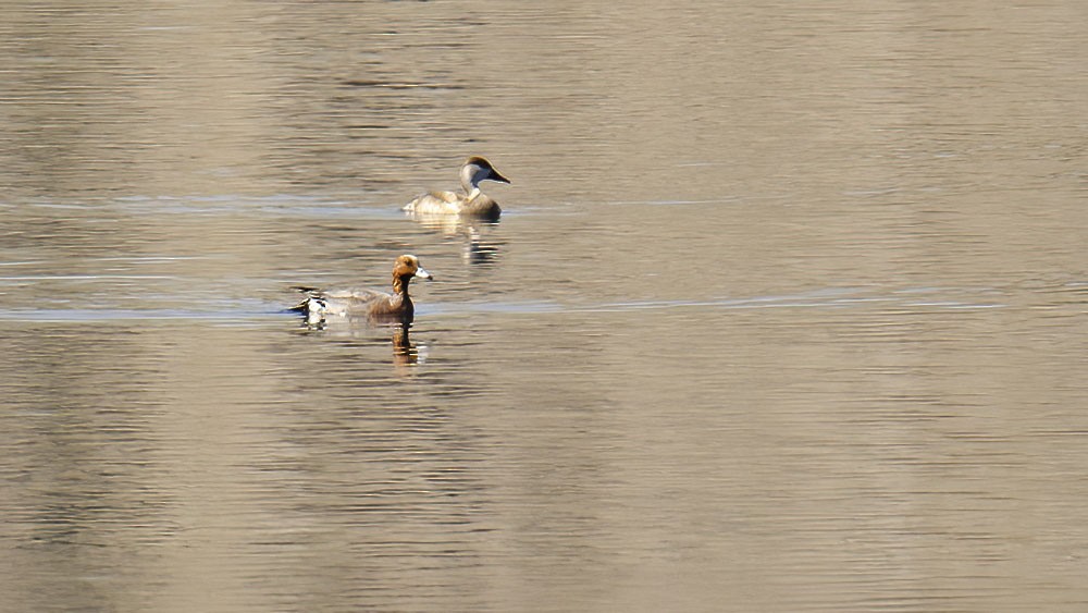 Red-crested Pochard - ML315046301