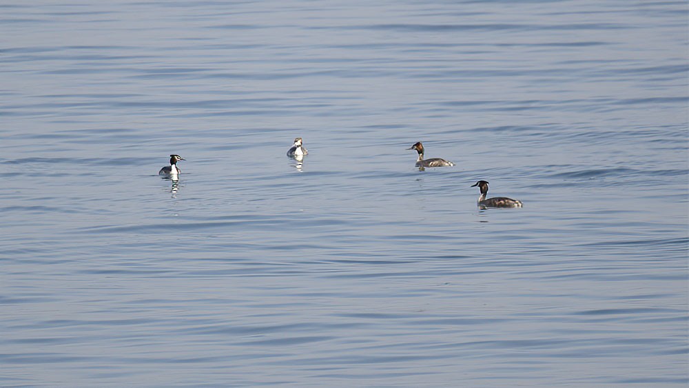 Great Crested Grebe - ML315046331