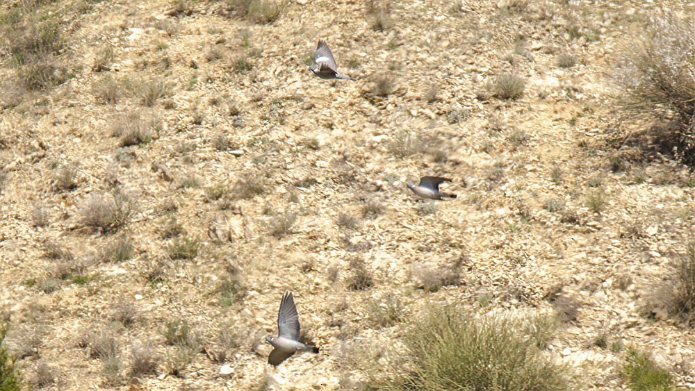 Common Wood-Pigeon - ML315046341