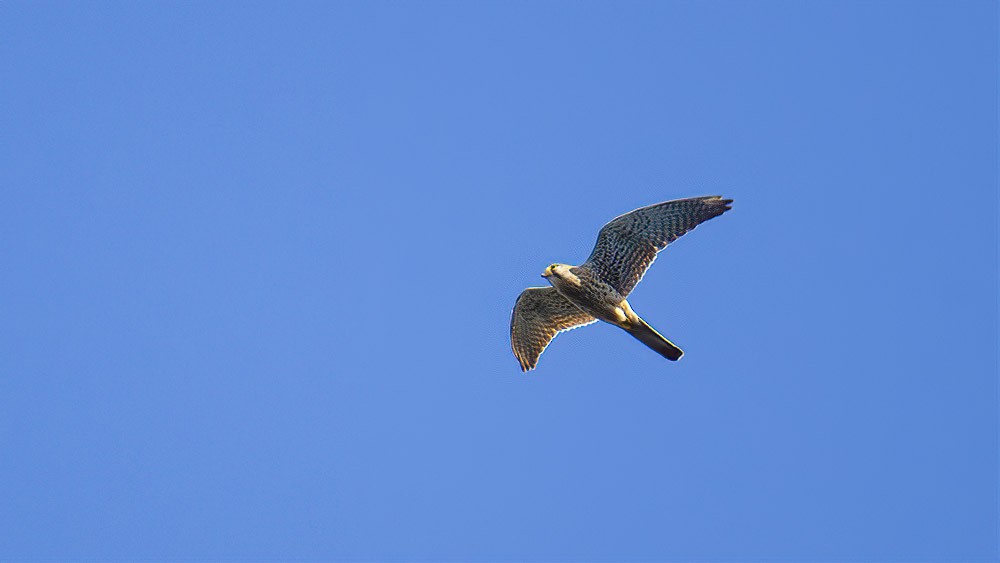 Eurasian Kestrel - Sinan Yılmaz