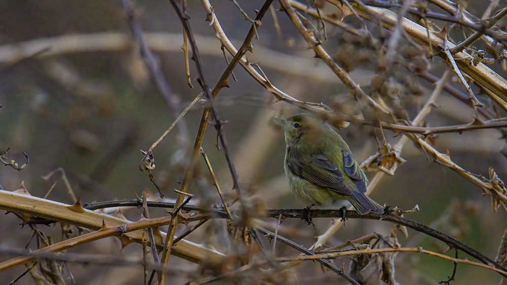 Mosquitero Común - ML315046511