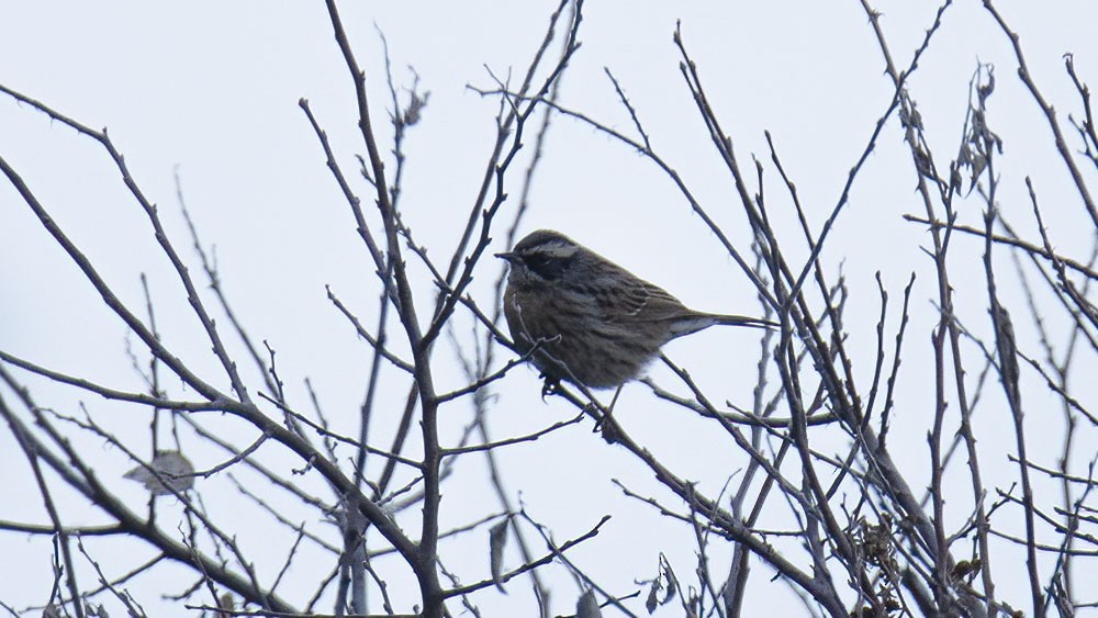 Radde's Accentor (Radde's) - ML315046551