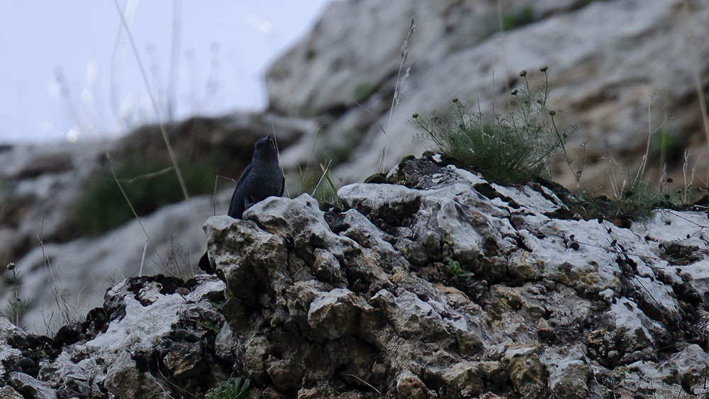 Blue Rock-Thrush - ML315046581