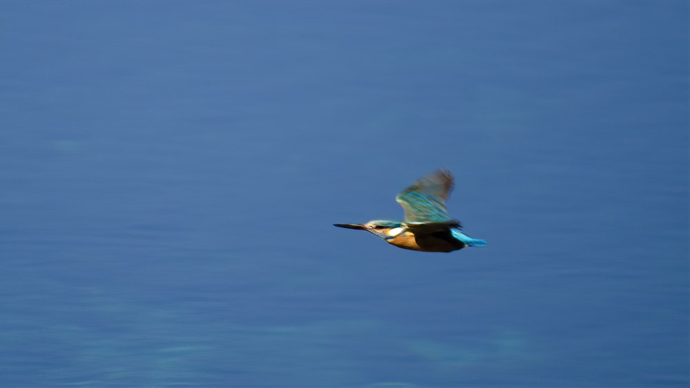 Common Kingfisher - ML315046751