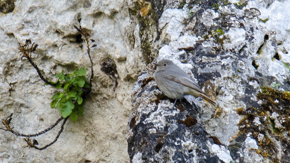 Black Redstart - ML315046791