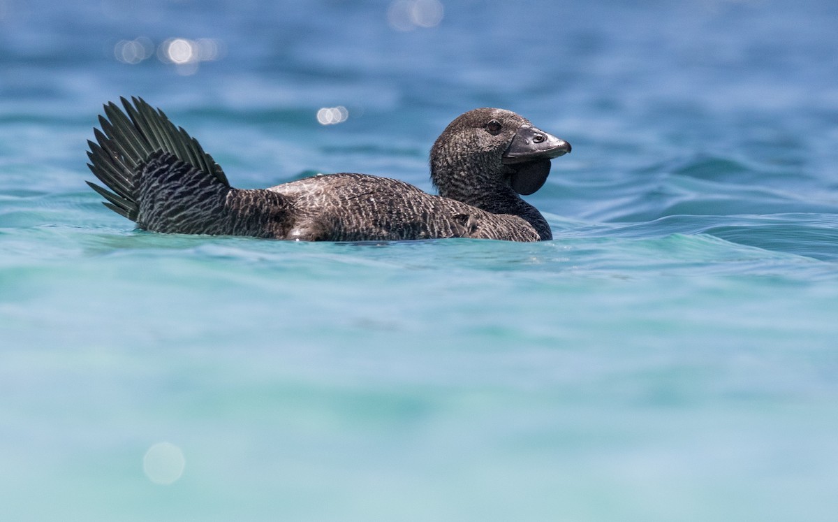Musk Duck - Chris Barnes