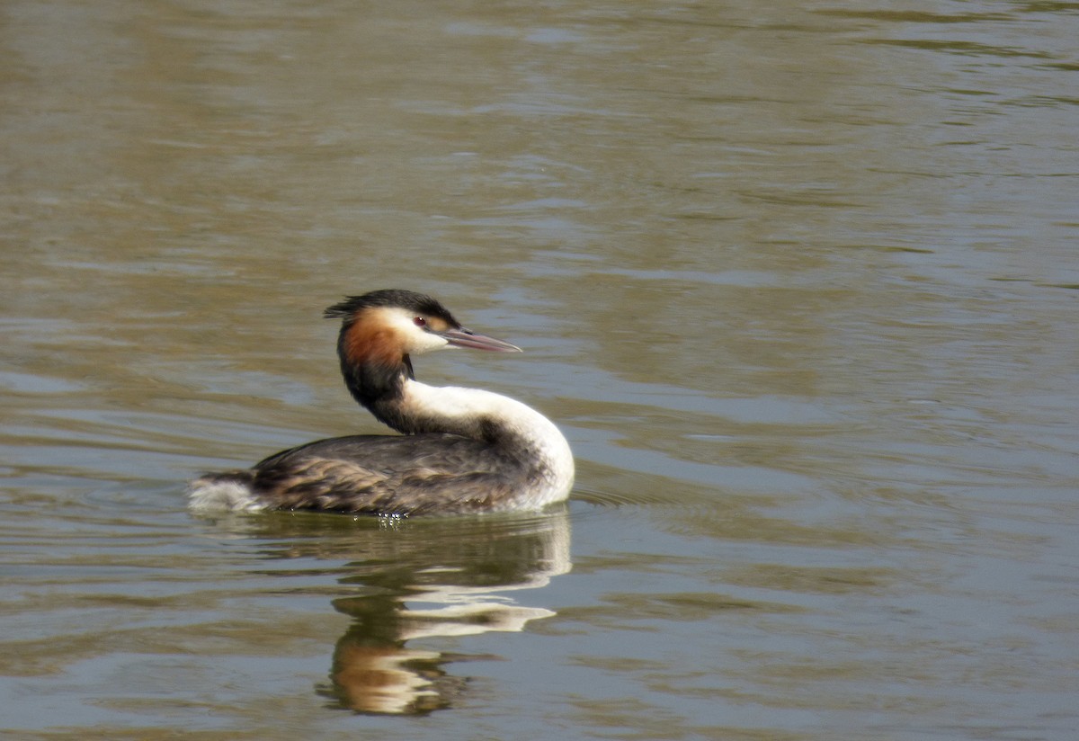 Great Crested Grebe - Alfonso Rodrigo