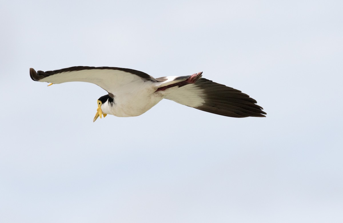 Masked Lapwing (Black-shouldered) - ML315048391