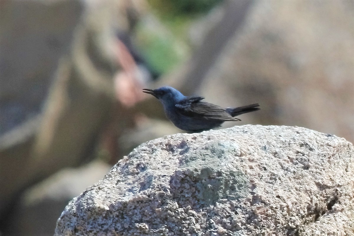 Blue Rock-Thrush - Leonardo Rassu