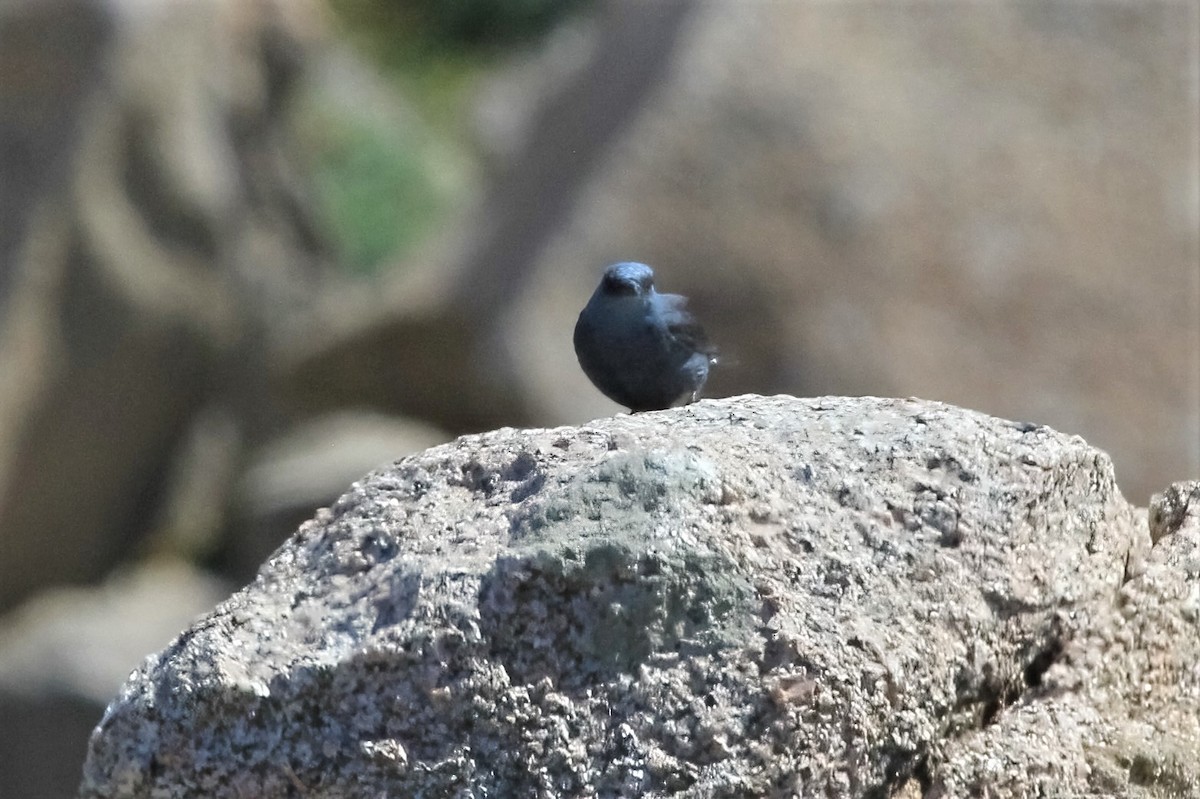 Blue Rock-Thrush - ML315048621