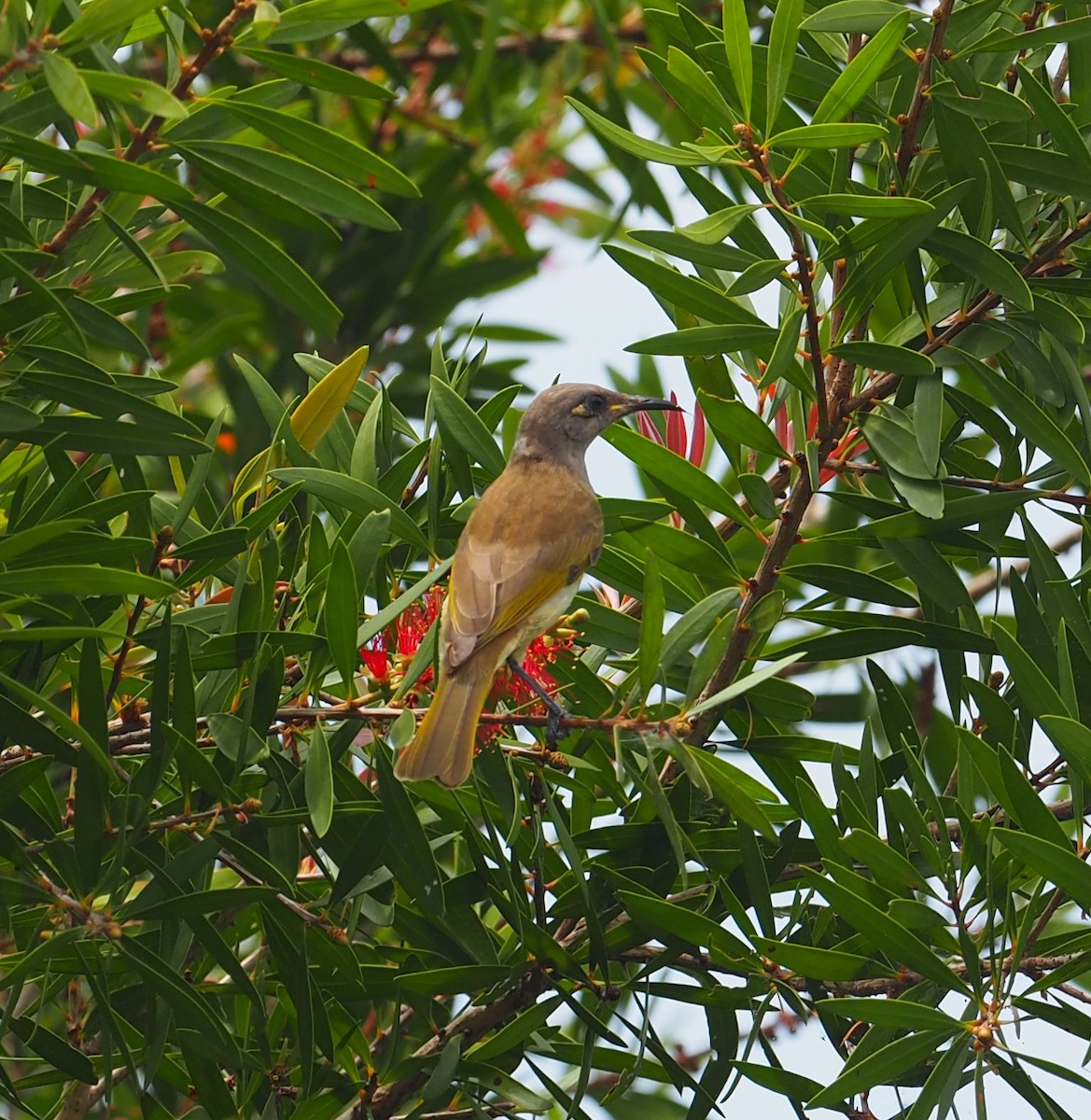 Brown Honeyeater - Mark Stevenson