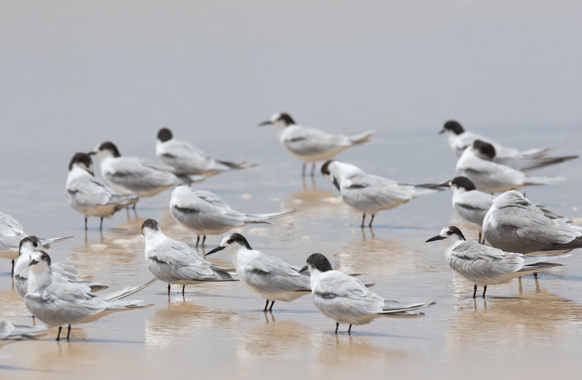 Common Tern - ML315049211