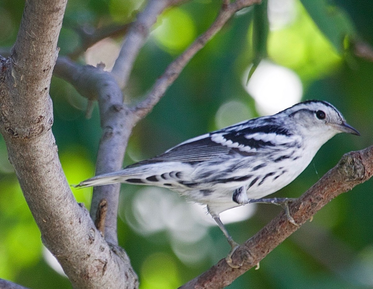 Black-and-white Warbler - Karl Overman