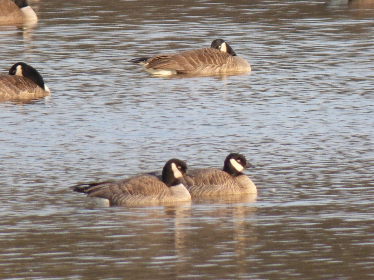 Cackling Goose - Susan Miller