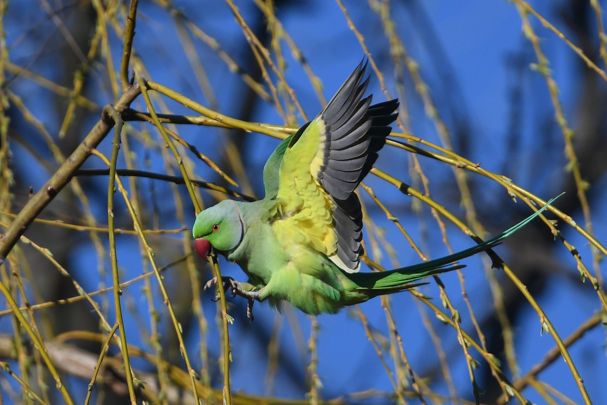 Rose-ringed Parakeet - Andreas Deissner
