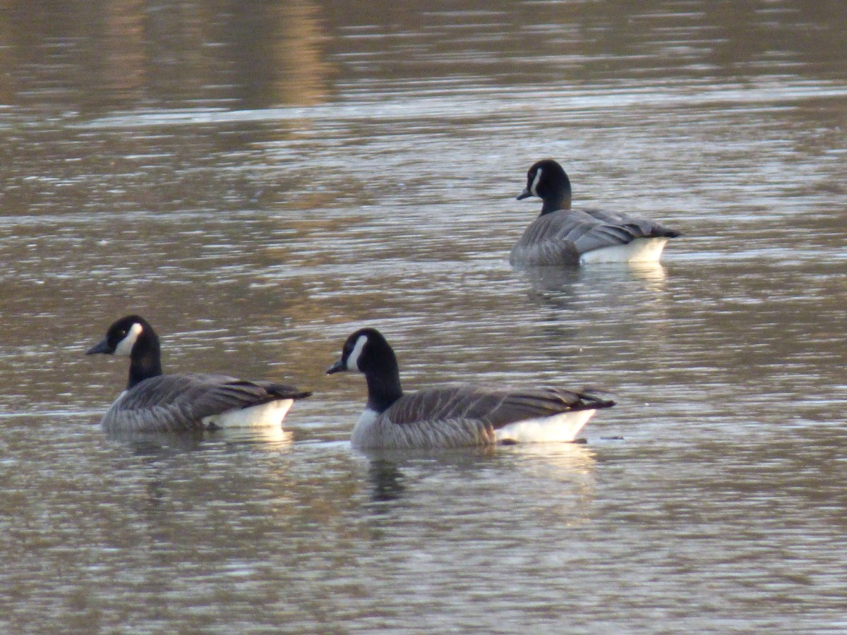 Cackling Goose - Susan Miller