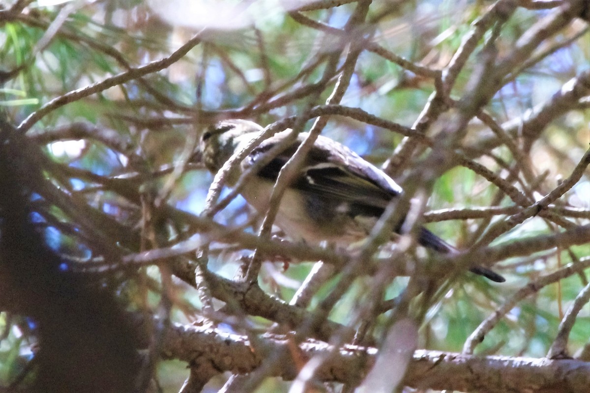 Common Chaffinch - ML315050401