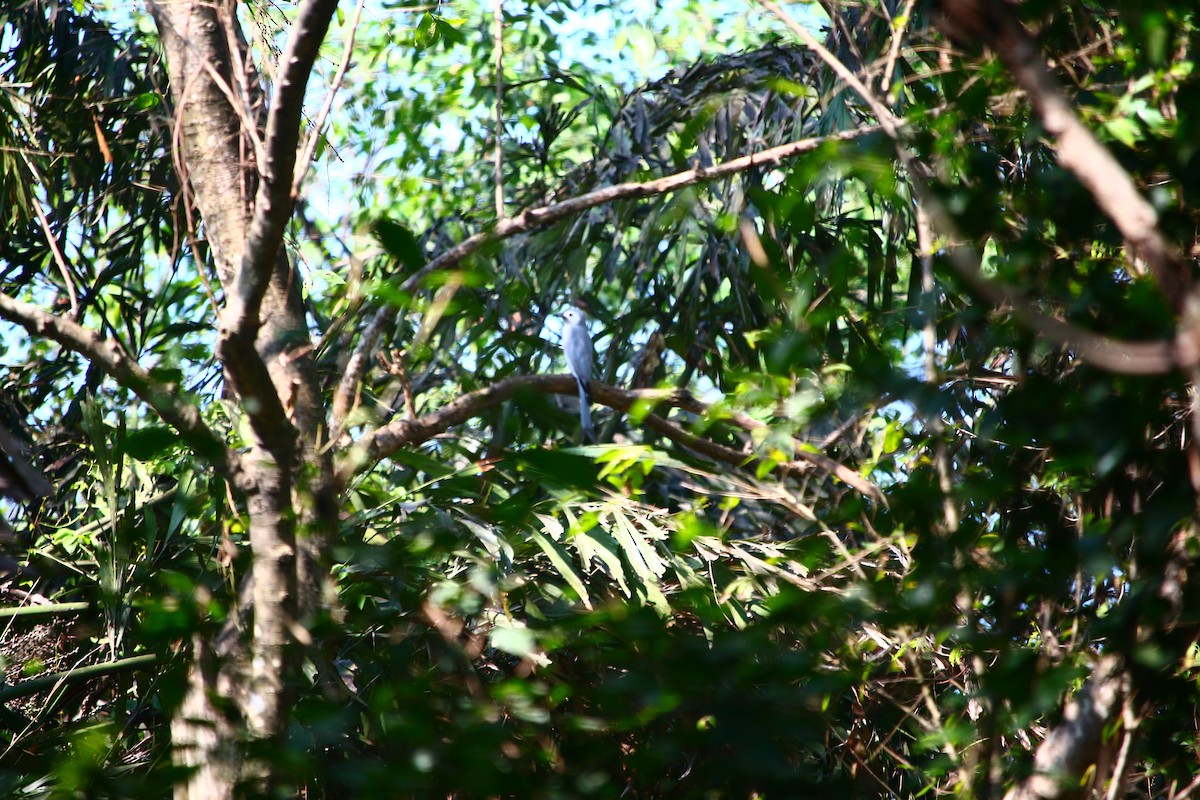 Ashy Drongo (Hainan/White-cheeked/White-lored) - ML315051531