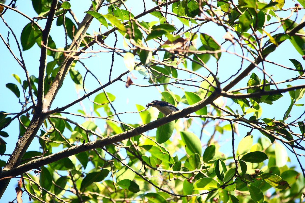 Scarlet-backed Flowerpecker - ML315051631