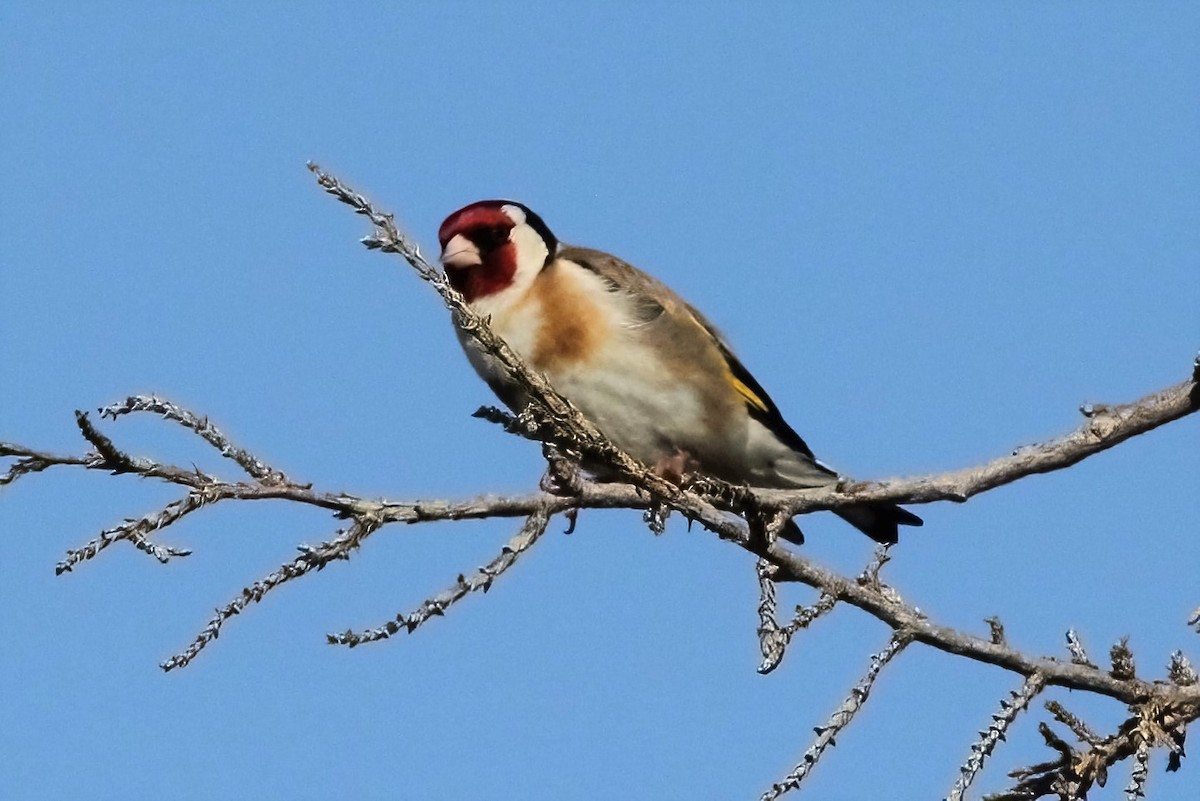 European Goldfinch - ML315051901