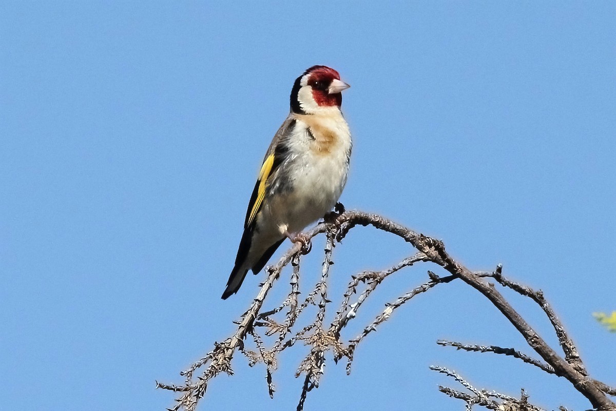 European Goldfinch - Leonardo Rassu