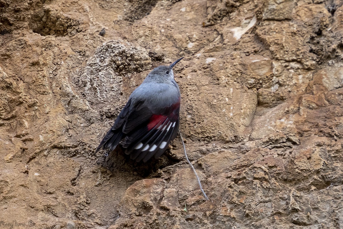 Wallcreeper - rony livne