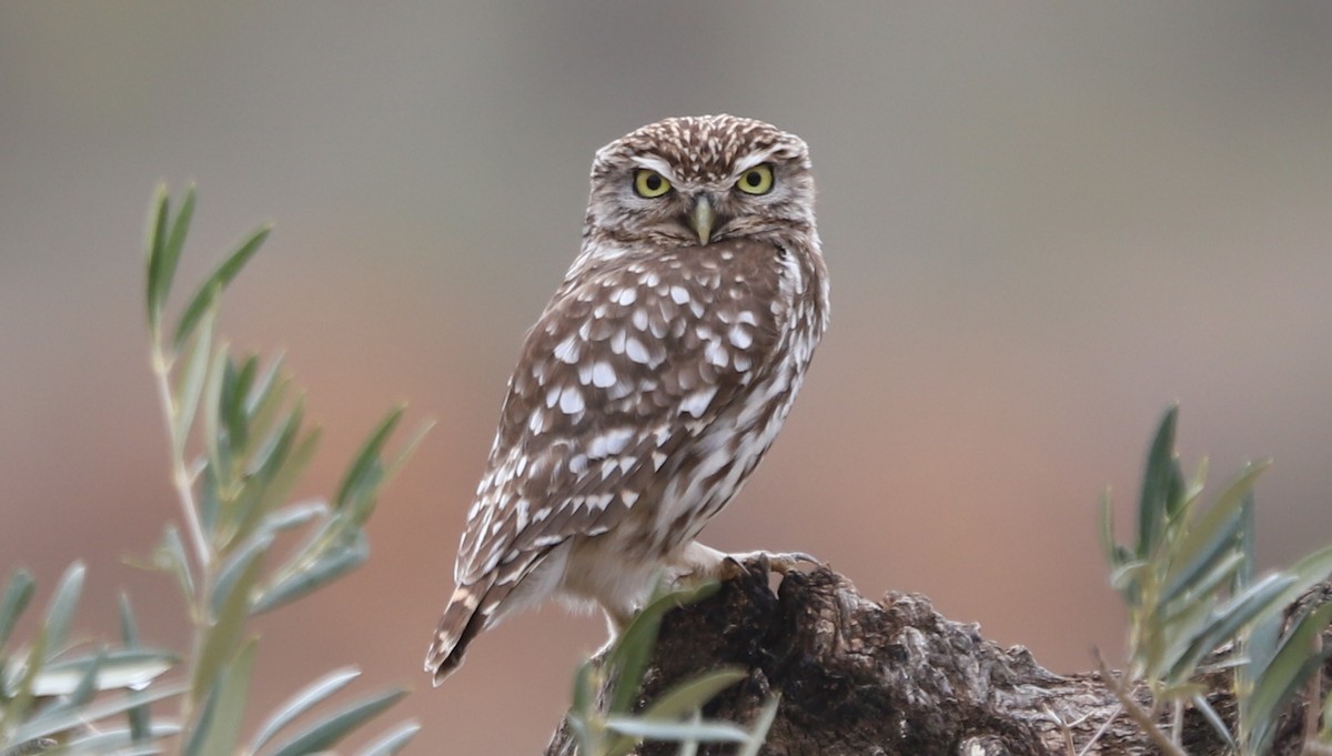 Little Owl - ML315053751