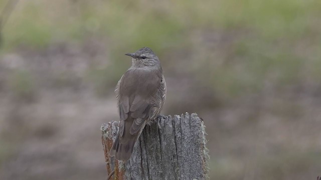 Brown Treecreeper - ML315053771