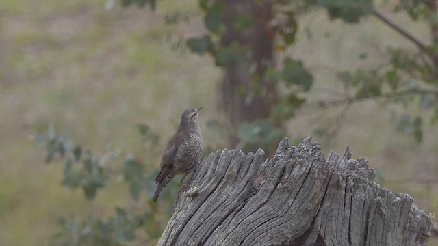 Brown Treecreeper - ML315053791