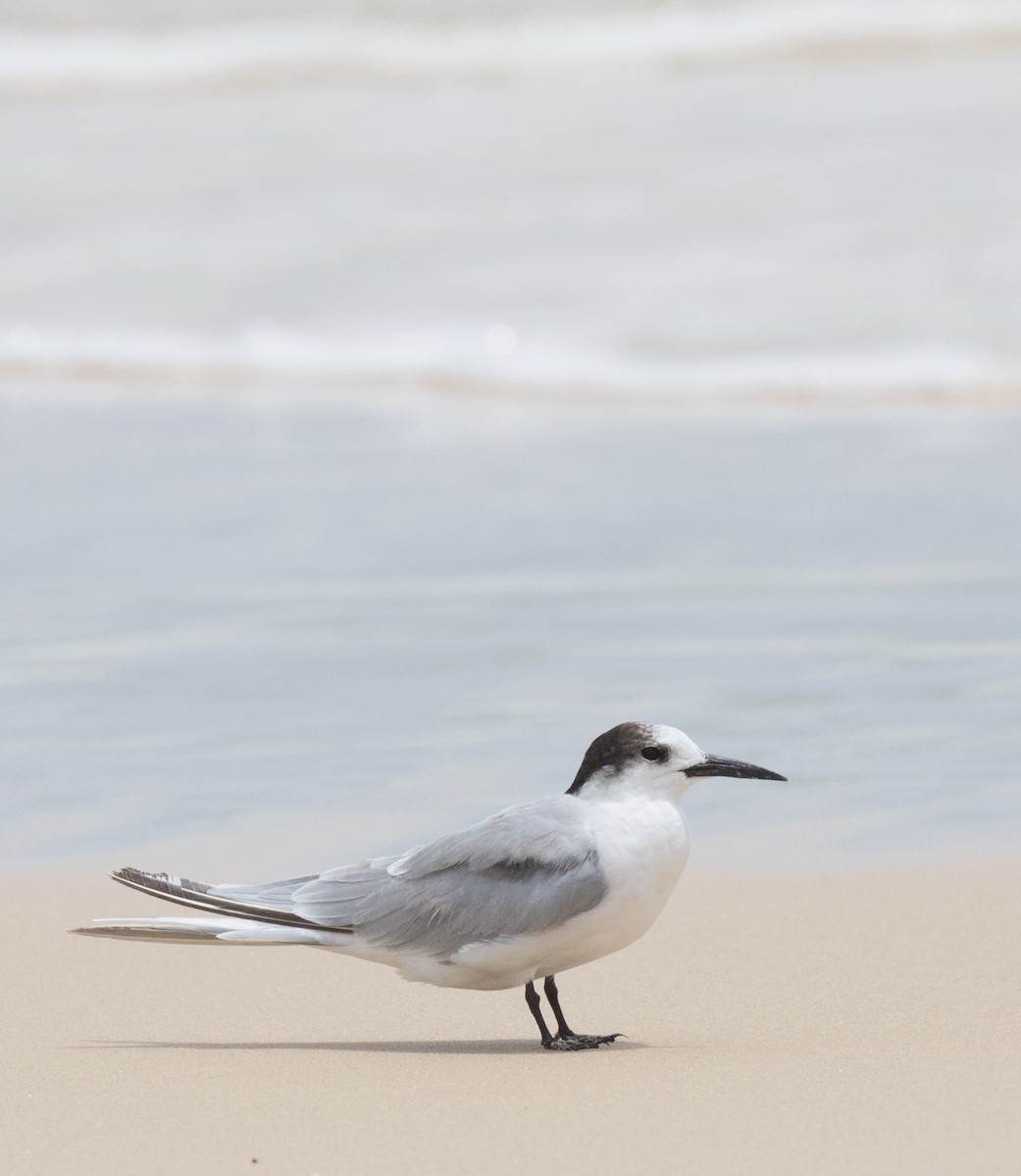 Common Tern - ML315054701