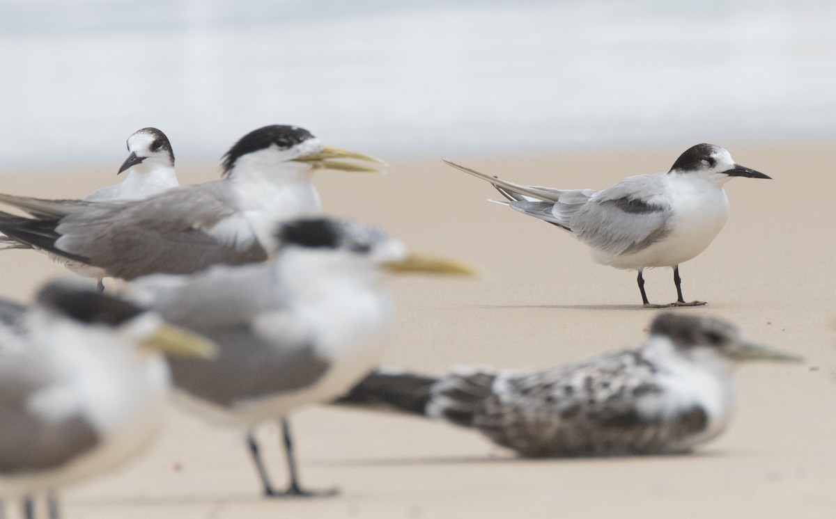 Common Tern - ML315054791