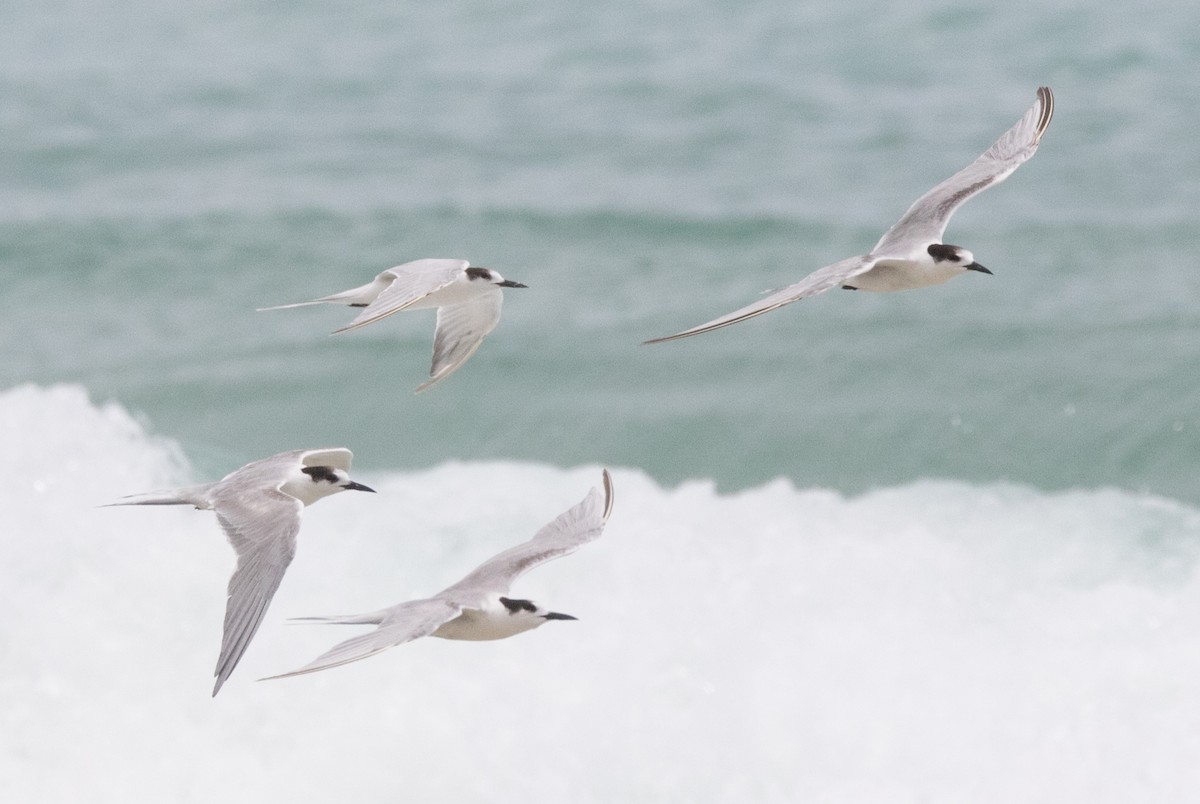 Common Tern - ML315054961