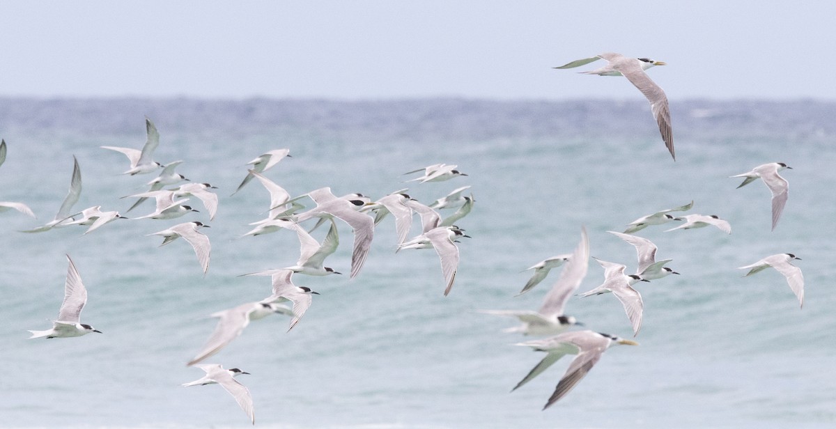 Common Tern - ML315054991