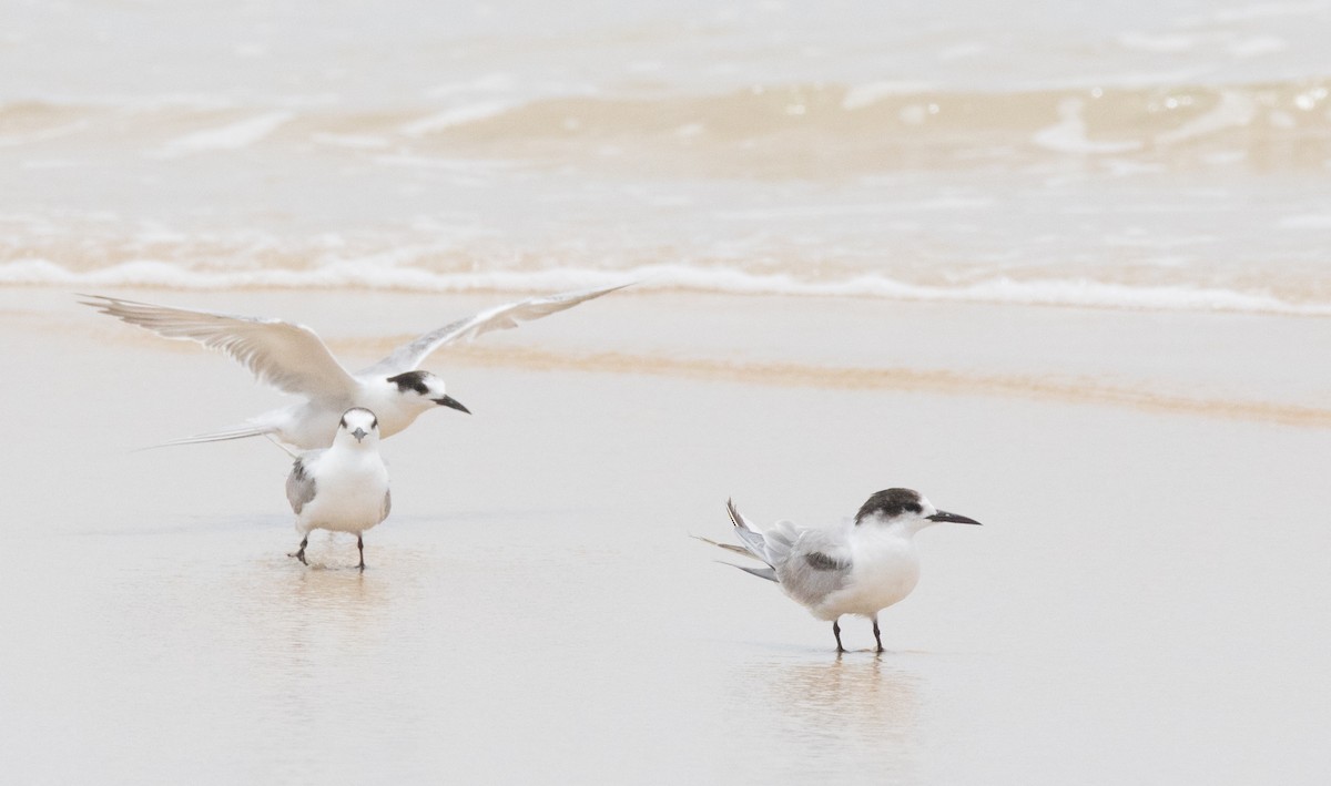 Common Tern - ML315055021