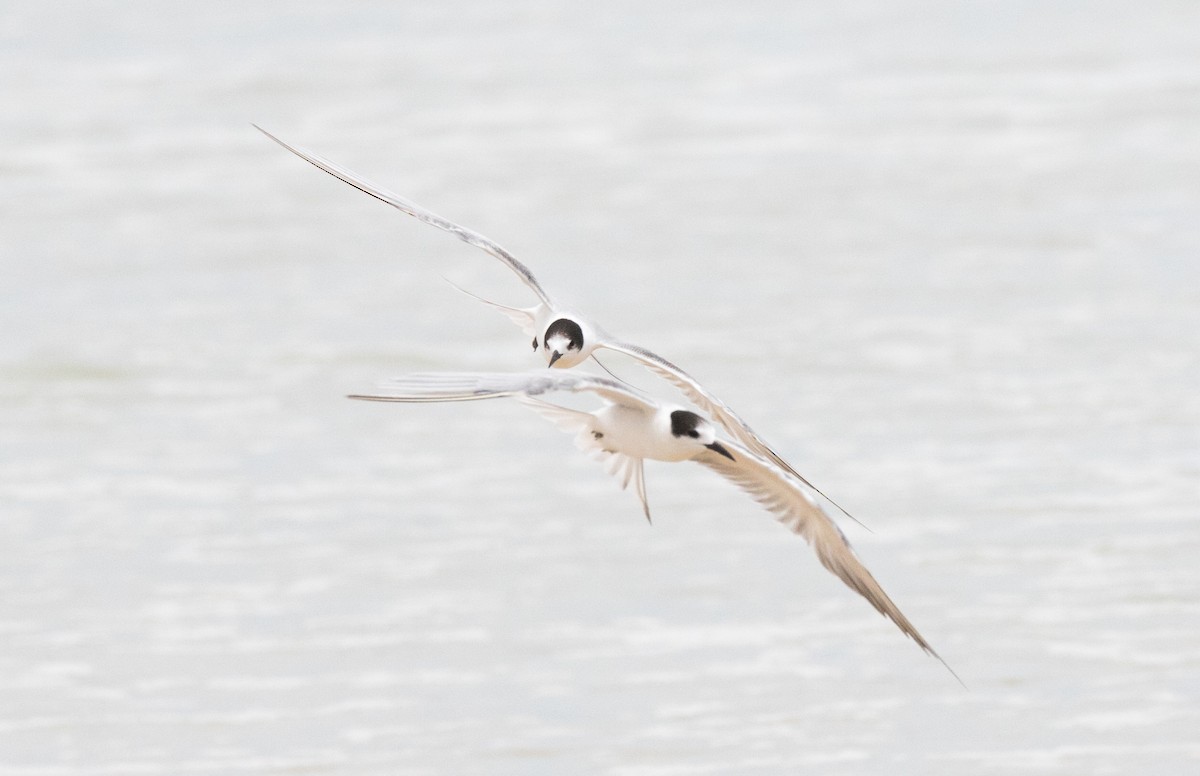 Common Tern - ML315055111