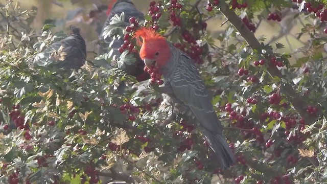 Gang-gang Cockatoo - ML315057171