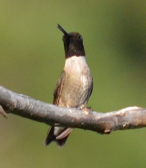 Black-chinned Hummingbird - ML31505731