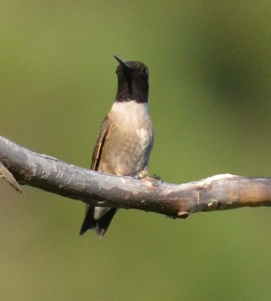 Black-chinned Hummingbird - ML31505741