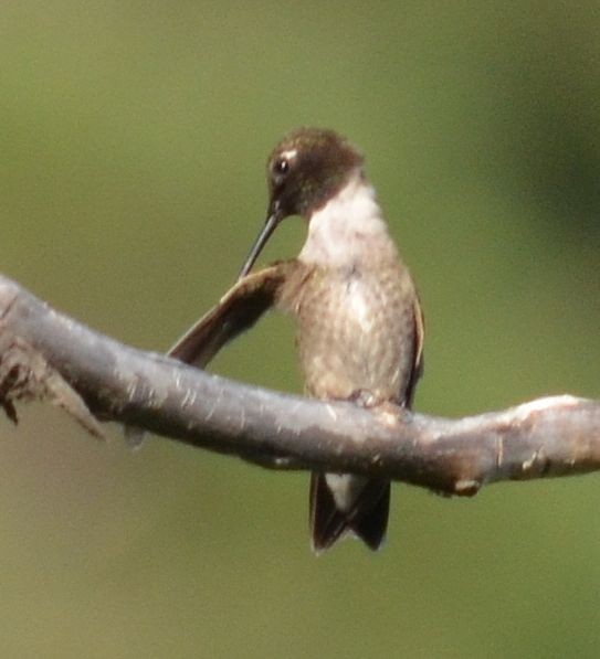 Black-chinned Hummingbird - ML31505751