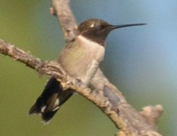 Black-chinned Hummingbird - ML31505761
