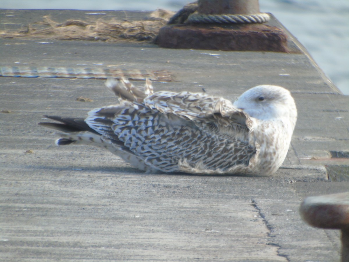 Great Black-backed Gull - ML315057831